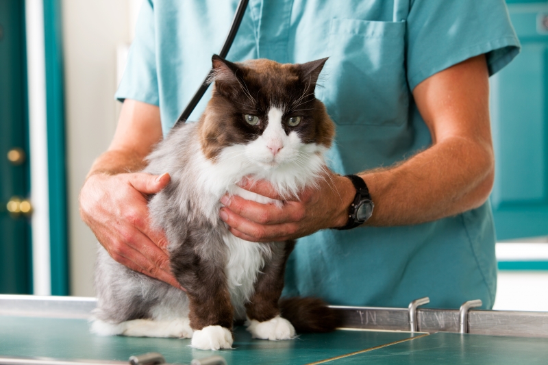 1543671-cat-check-up
